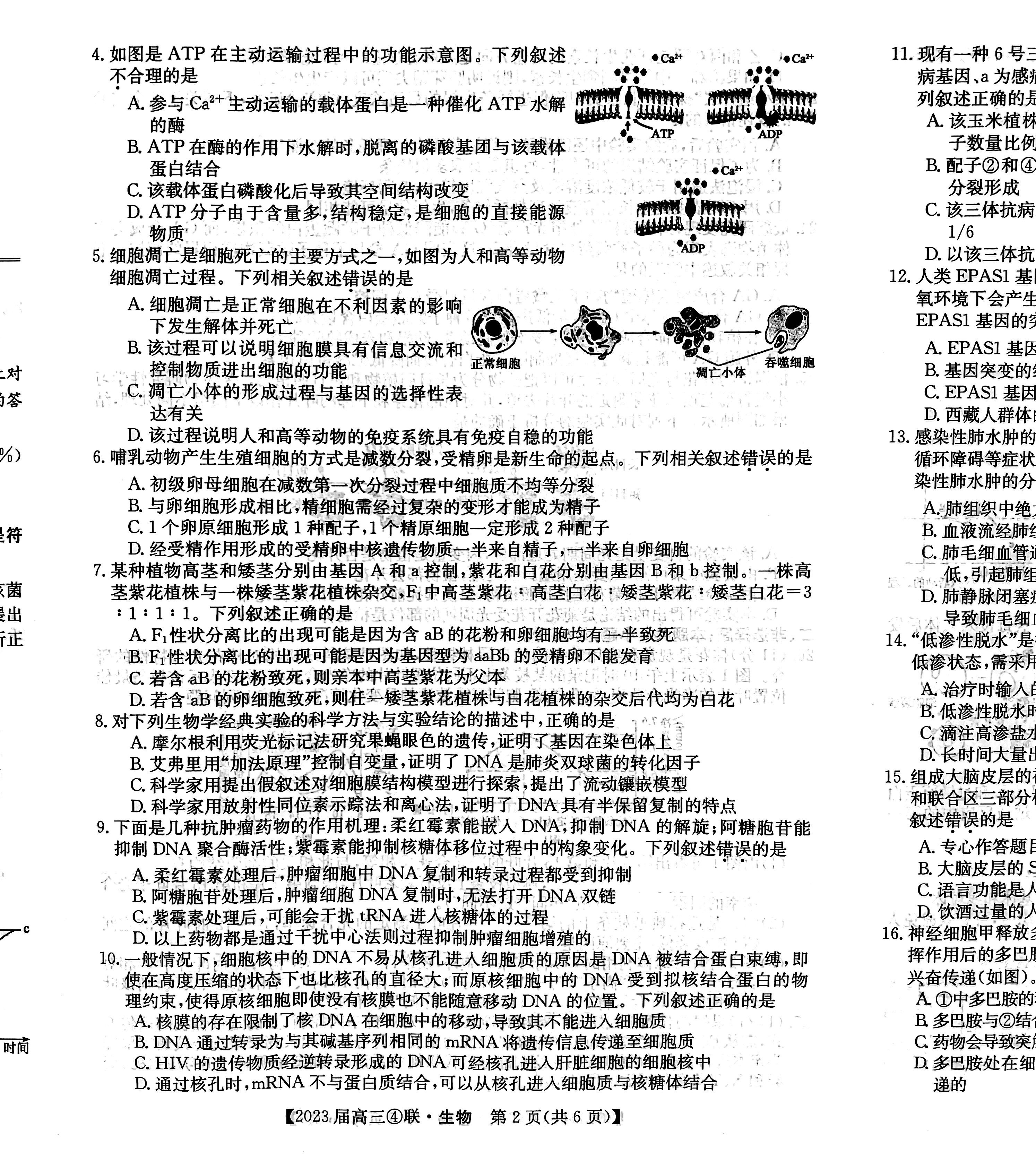 贵州省2024届高三10月联考（10.28）生物试卷答案