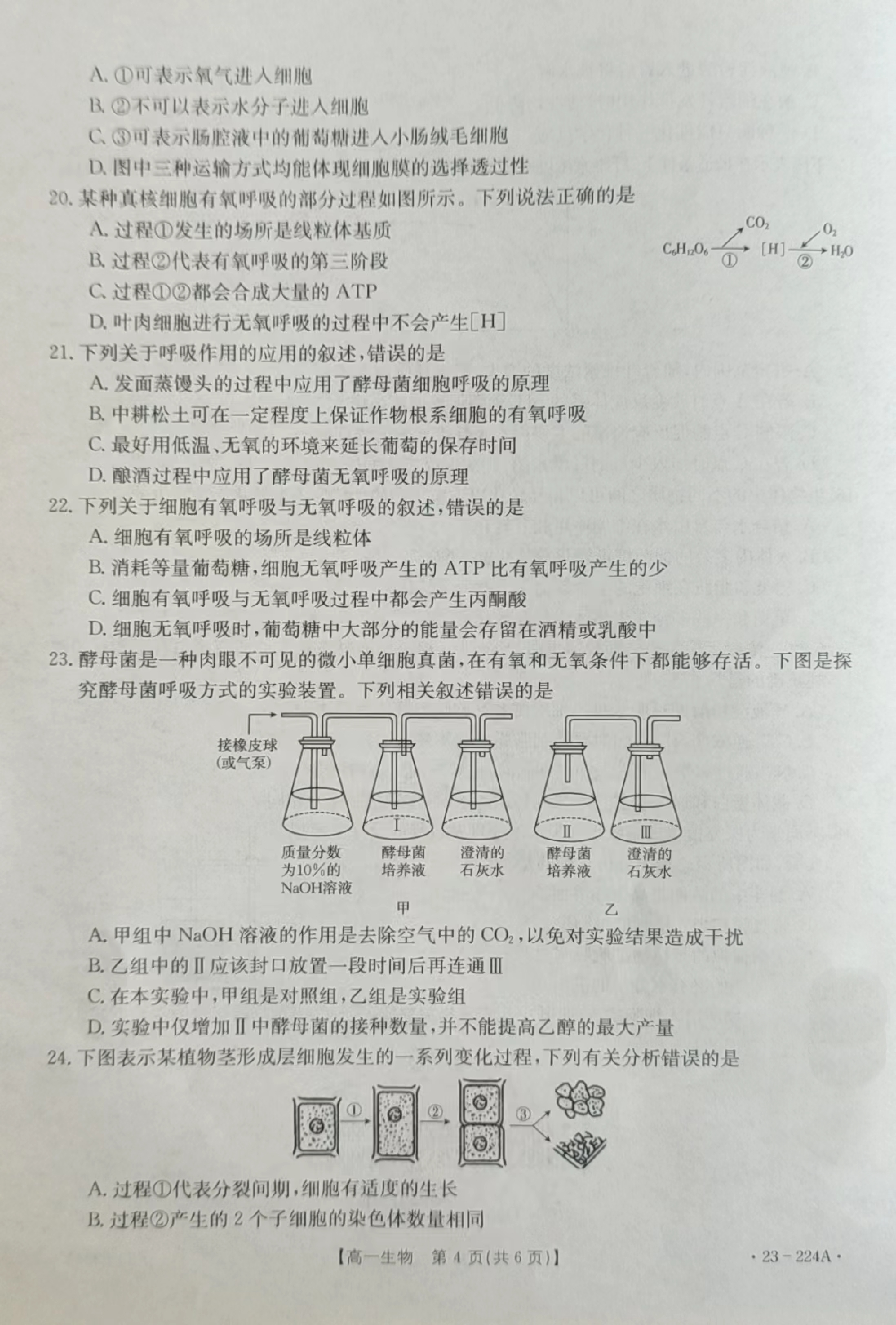 九师联盟·2024届高三10月质量检测巩固卷(LG）生物试卷答案