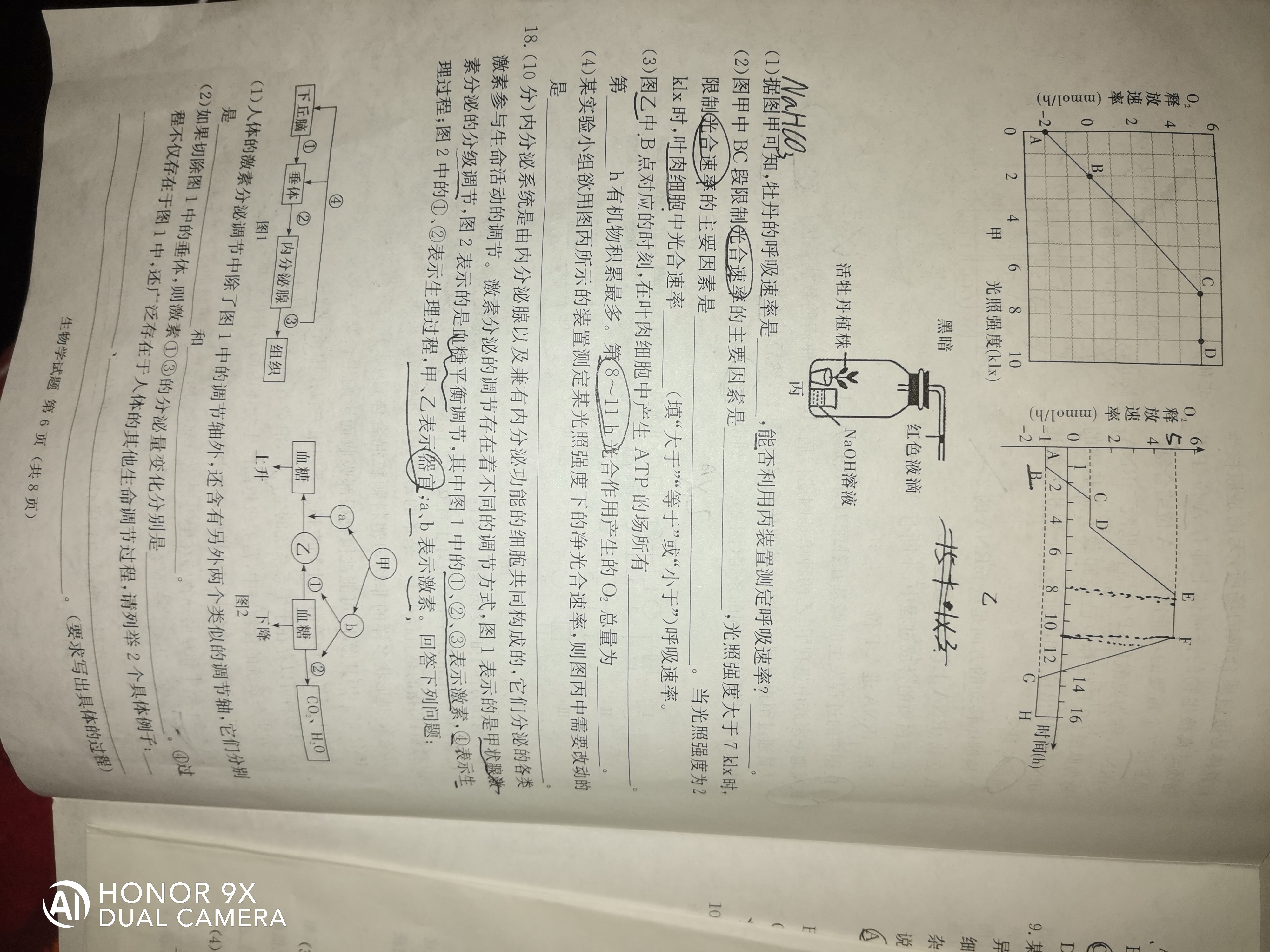 NT教育·2023-2024学年第一学期10月高三阶段测试卷（全国卷）生物试卷答案