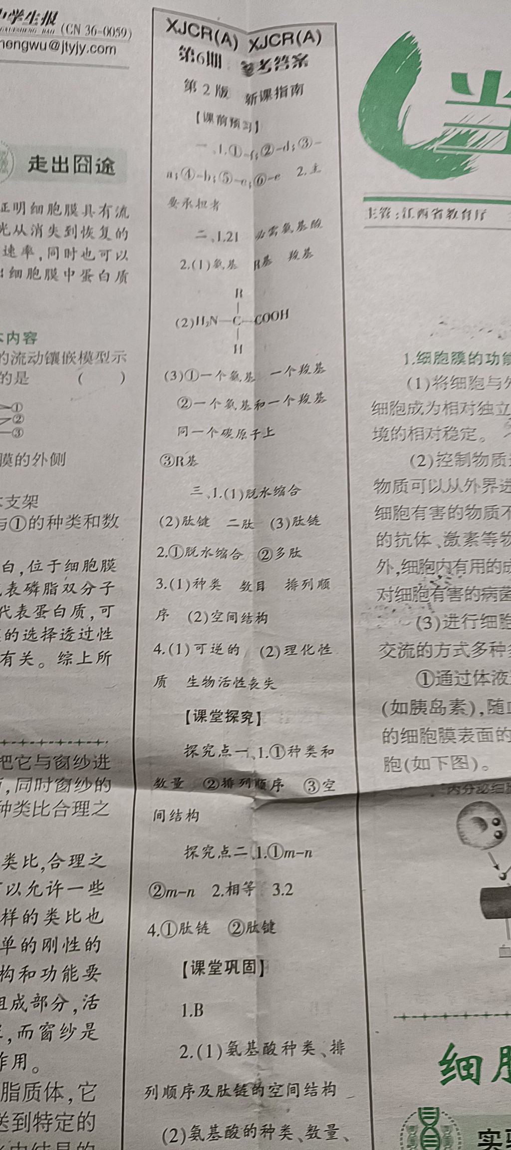 菁师联盟·2024届10月质量监测考试生物答案