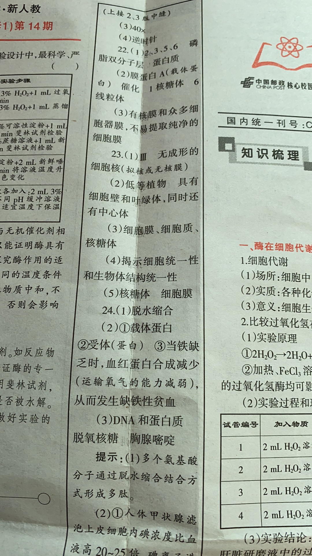 2024届高三青桐鸣10月大联考生物答案